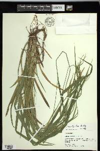 Carex styloflexa image