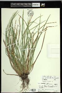 Carex superata image