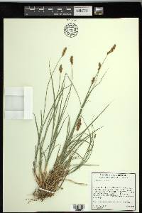 Carex subfusca image