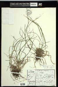 Carex swanii image