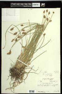 Carex subfusca image