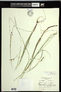 Carex swanii image