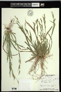 Carex striatula image