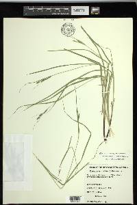 Carex swanii image