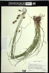 Carex subfusca image