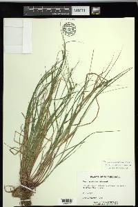 Carex swanii image