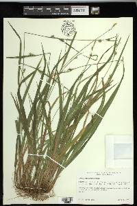 Carex styloflexa image