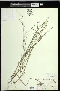 Carex swanii image