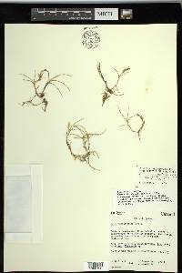 Carex subspathacea image