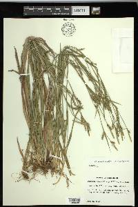 Carex striatula image