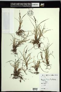 Carex stylosa image