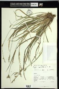 Carex styloflexa image