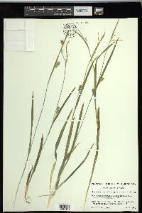 Carex striatula image