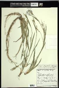 Carex striatula image