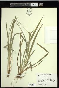 Carex striatula image