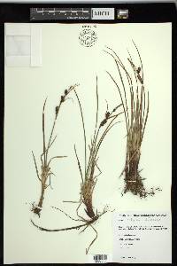 Carex stylosa image