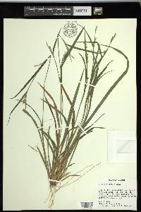 Carex striatula image