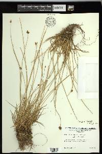 Carex subfusca image