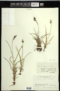 Carex stylosa image