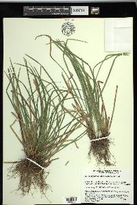 Carex superata image