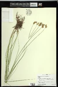 Carex suberecta image