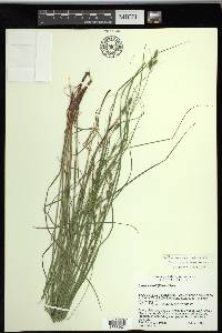 Carex swanii image