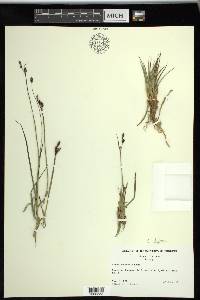 Carex stylosa image