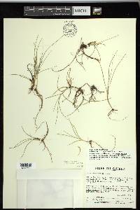 Carex subspathacea image