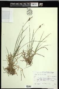 Carex stylosa image