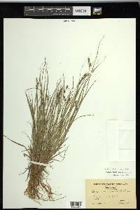 Carex swanii image