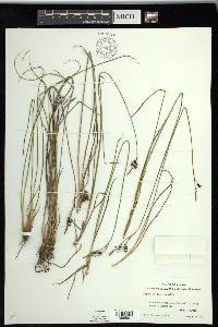 Carex stylosa image