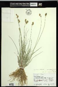 Carex subfusca image