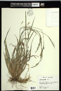 Carex striatula image