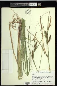 Carex × subimpressa image