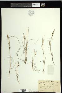 Carex subspathacea image