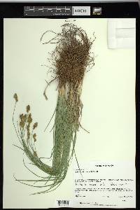 Carex subfusca image