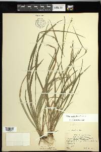 Carex styloflexa image