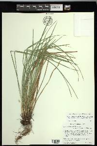 Carex superata image