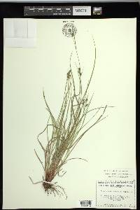 Carex swanii image