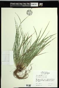 Carex superata image