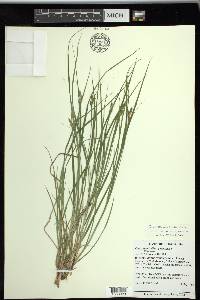 Carex swanii image