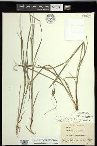 Carex swanii image