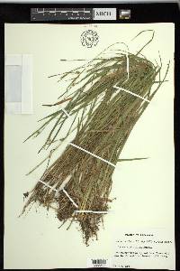 Carex styloflexa image