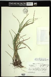 Carex superata image