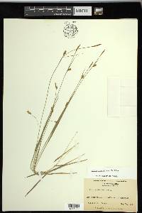 Carex styloflexa image