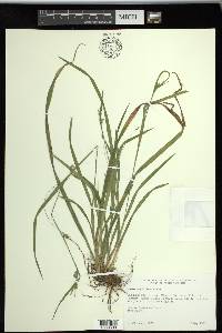 Carex styloflexa image