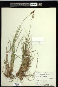 Carex stylosa image