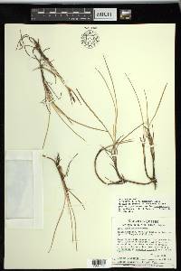 Carex subspathacea image