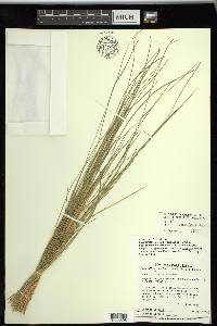 Carex subspathacea image