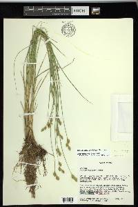 Carex suberecta image